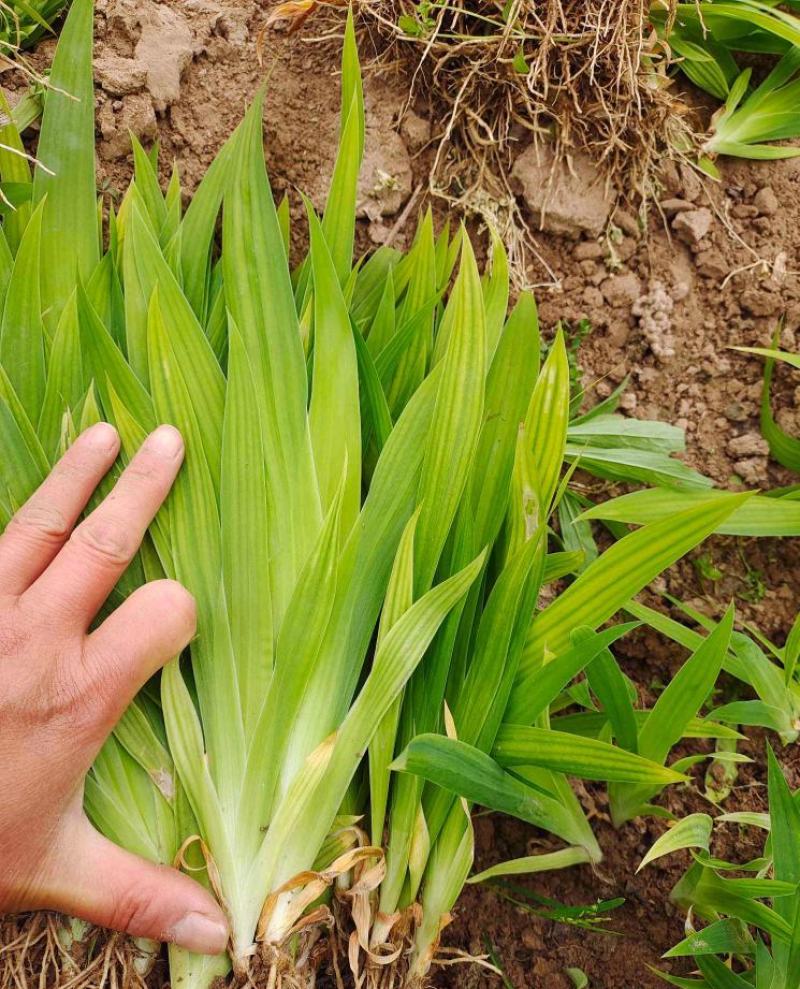 蓝花鸢尾苗马兰花苗庭院别墅花园植物盆栽草本地栽多年生喜阴