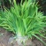 蓝花鸢尾苗马兰花苗庭院别墅花园植物盆栽草本地栽多年生喜阴