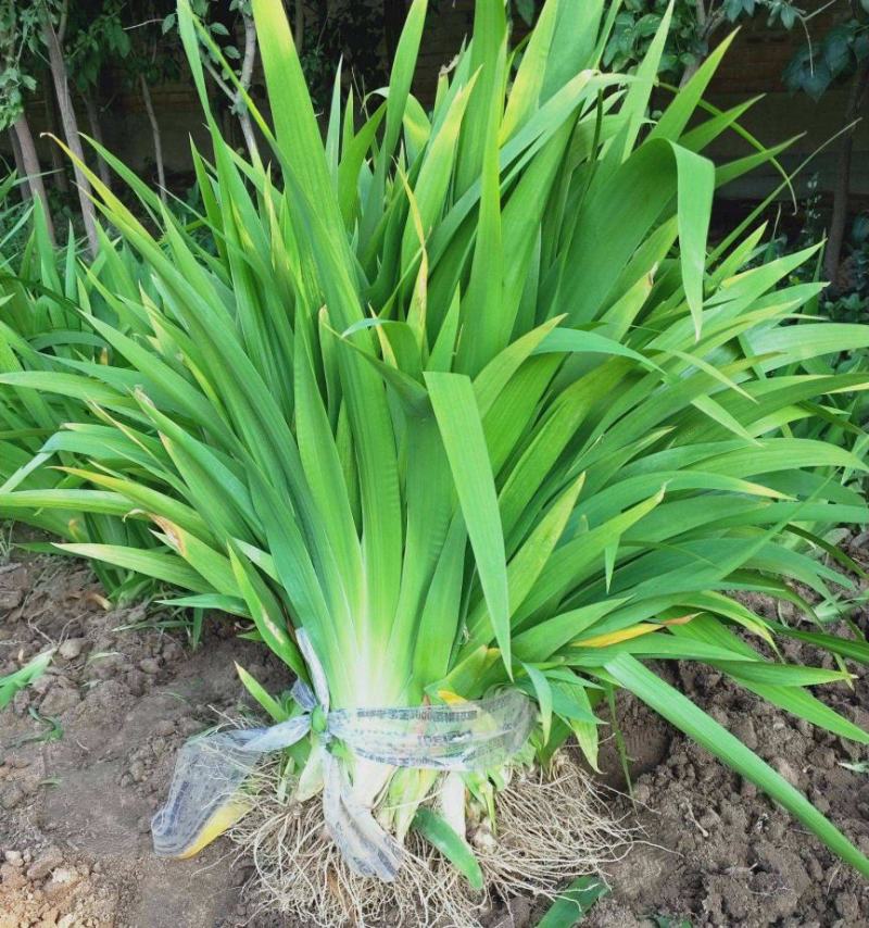 蓝花鸢尾苗马兰花苗庭院别墅花园植物盆栽草本地栽多年生喜阴