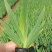 蓝花鸢尾苗马兰花苗庭院别墅花园植物盆栽草本地栽多年生喜阴
