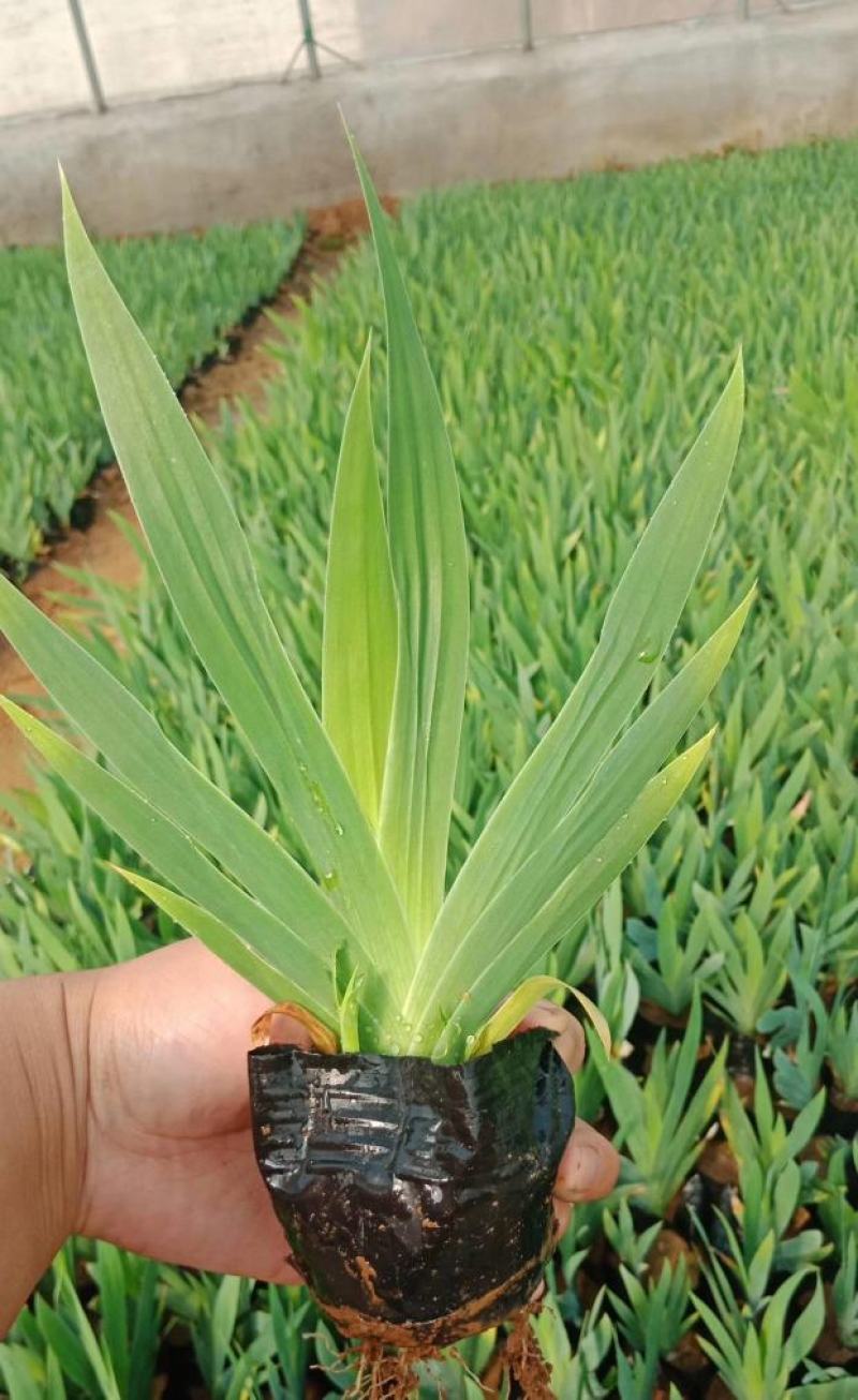 蓝花鸢尾苗马兰花苗庭院别墅花园植物盆栽草本地栽多年生喜阴