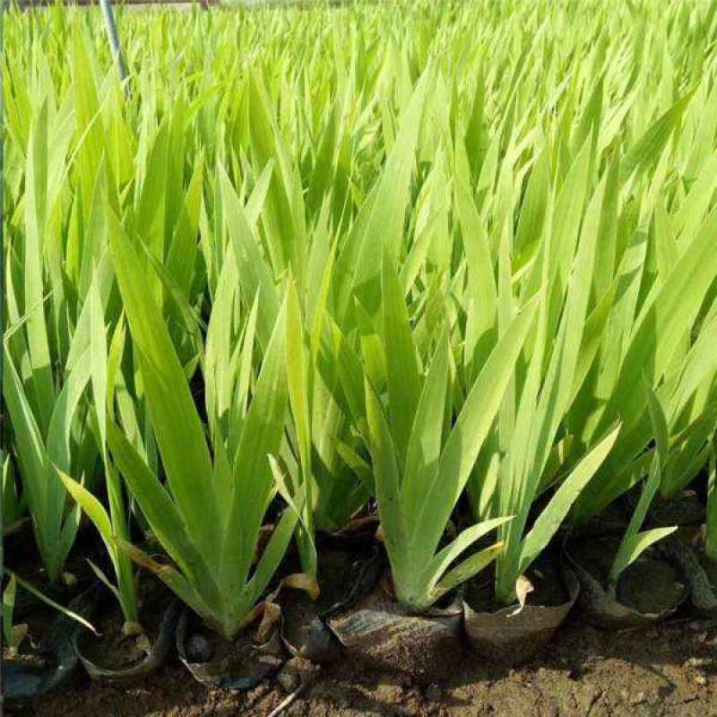 蓝花鸢尾苗马兰花苗庭院别墅花园植物盆栽草本地栽多年生喜阴