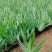 蓝花鸢尾苗马兰花苗庭院别墅花园植物盆栽草本地栽多年生喜阴