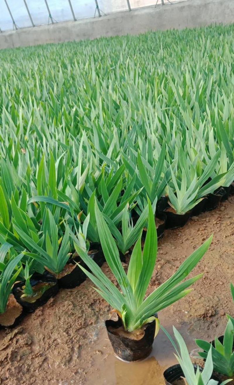 蓝花鸢尾苗马兰花苗庭院别墅花园植物盆栽草本地栽多年生喜阴