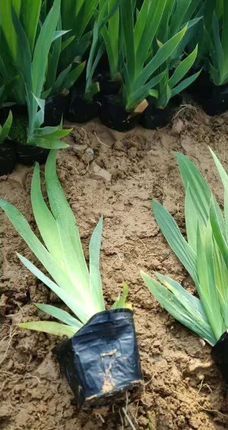 蓝花鸢尾苗马兰花苗庭院别墅花园植物盆栽草本地栽多年生喜阴