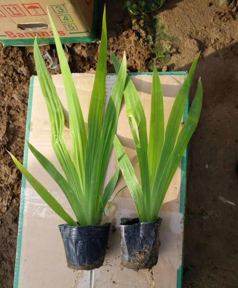 蓝花鸢尾苗马兰花苗庭院别墅花园植物盆栽草本地栽多年生喜阴