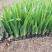 蓝花鸢尾苗马兰花苗庭院别墅花园植物盆栽草本地栽多年生喜阴