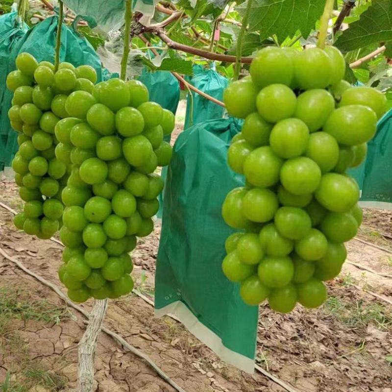【冷库】阳光玫瑰颗粒大抓型紧凑大荔产地.大量供货