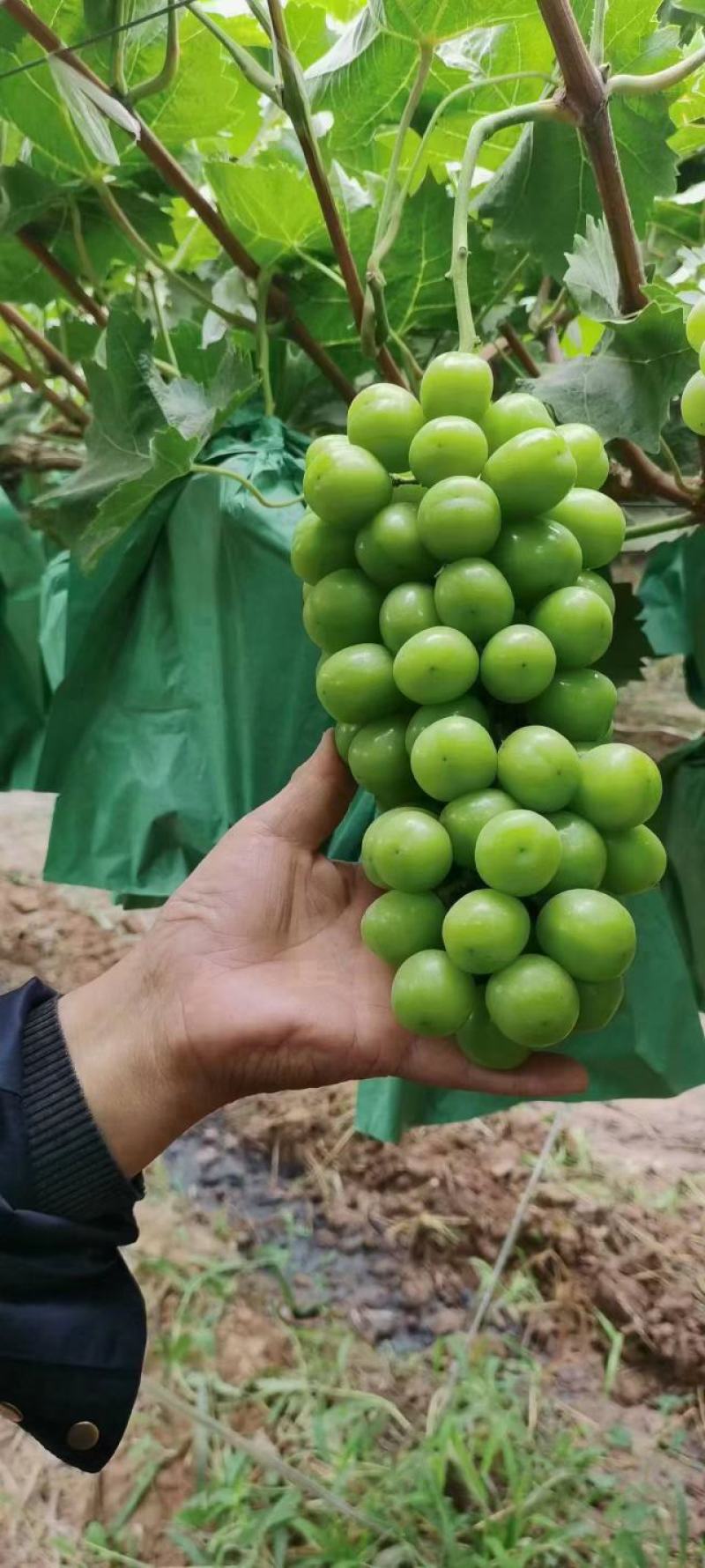 【冷库】阳光玫瑰颗粒大抓型紧凑大荔产地.大量供货