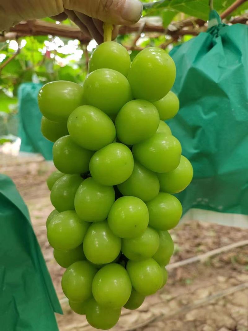 【冷库】阳光玫瑰颗粒大抓型紧凑大荔产地.大量供货