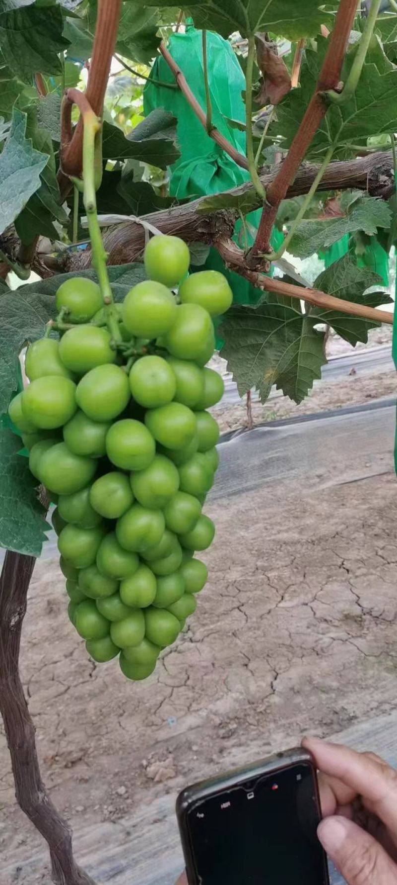 【冷库】阳光玫瑰颗粒大抓型紧凑大荔产地.大量供货