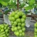 【冷库】阳光玫瑰颗粒大抓型紧凑大荔产地.大量供货