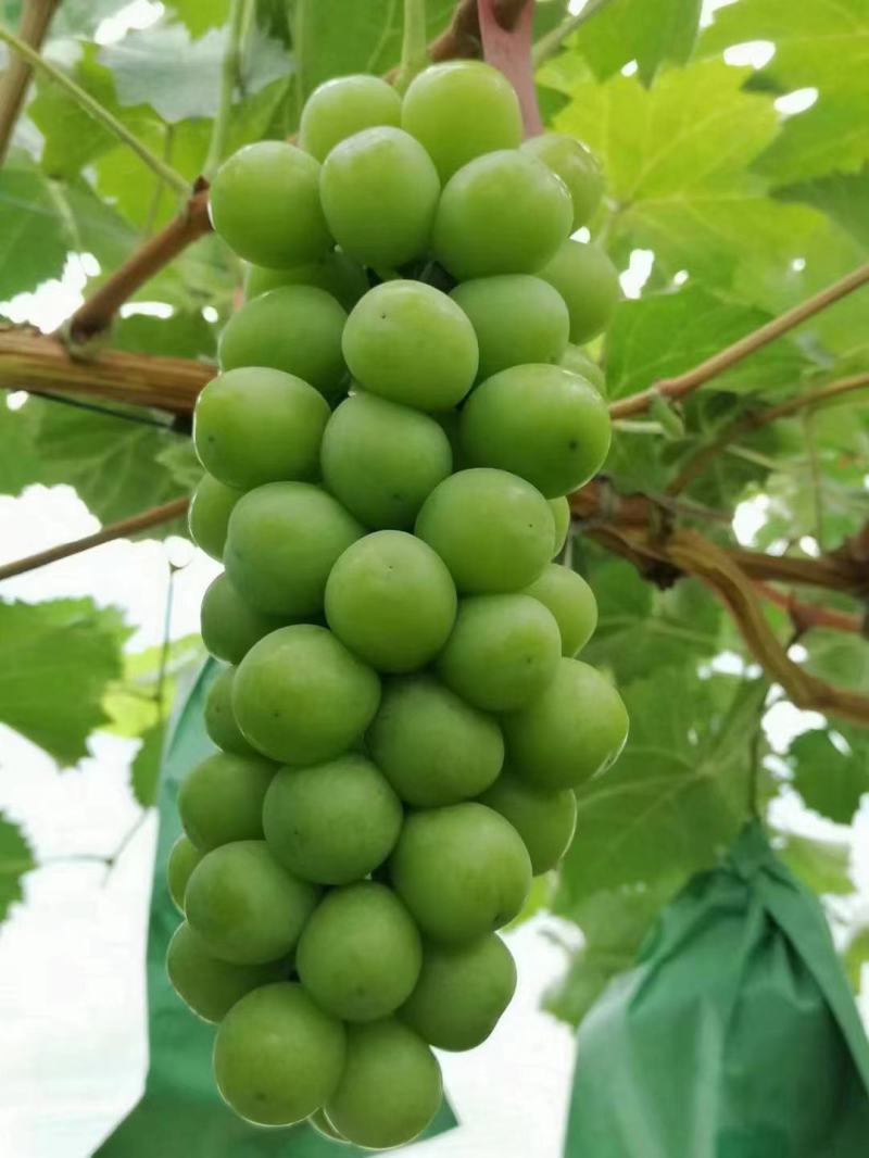 【冷库】阳光玫瑰颗粒大抓型紧凑大荔产地.大量供货