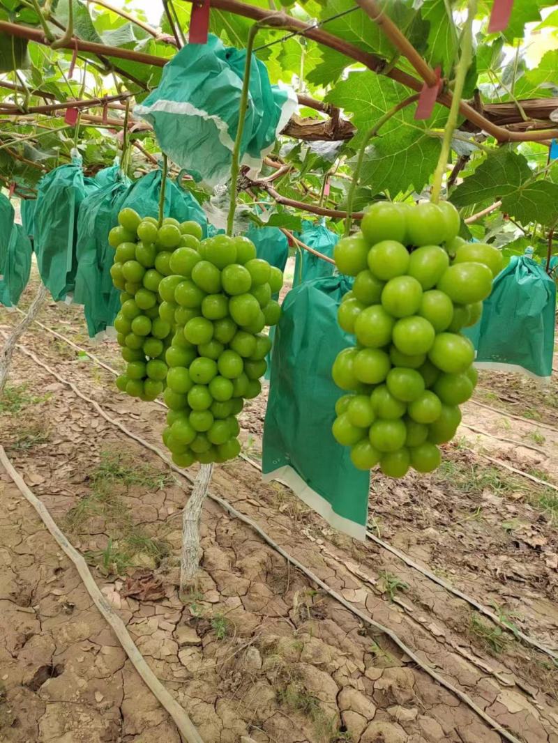 【冷库】阳光玫瑰颗粒大抓型紧凑大荔产地.大量供货