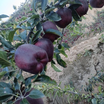 高山花牛苹果热卖中