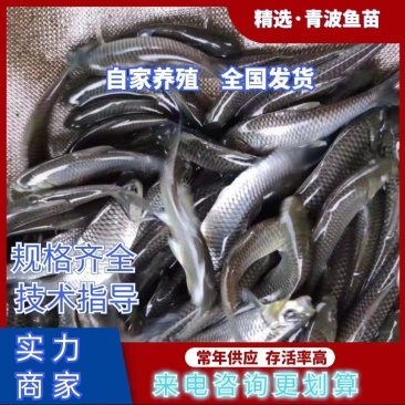 鱼苗青波鱼苗又名中华倒刺粑重庆青波苗包运输下塘