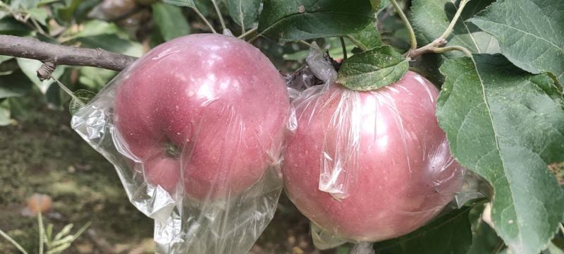 果红苹果大量上市中，有想法的老板们抓紧时间联系我。
