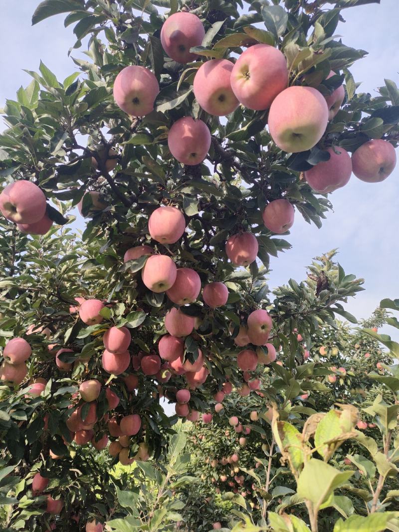 果红苹果大量上市中，有想法的老板们抓紧时间联系我。