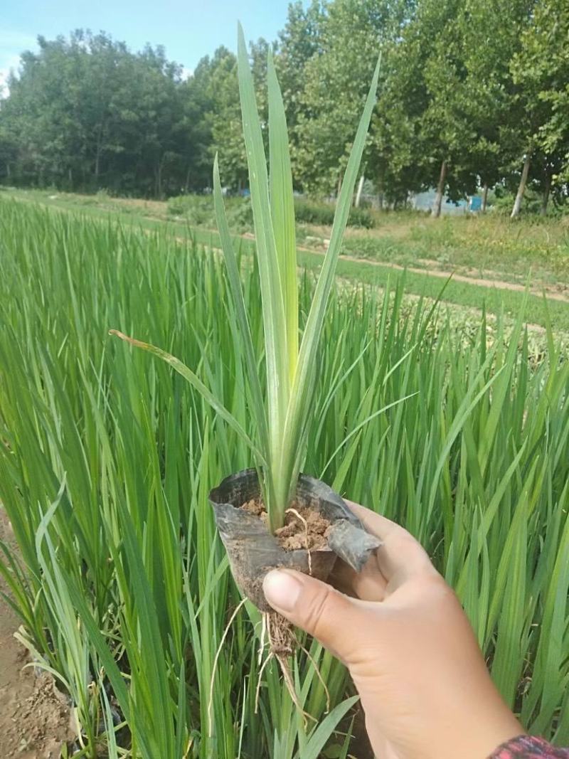 黄花鸢尾耐寒耐阴花卉黄菖蒲扁竹根庭院别墅多年生草本植物