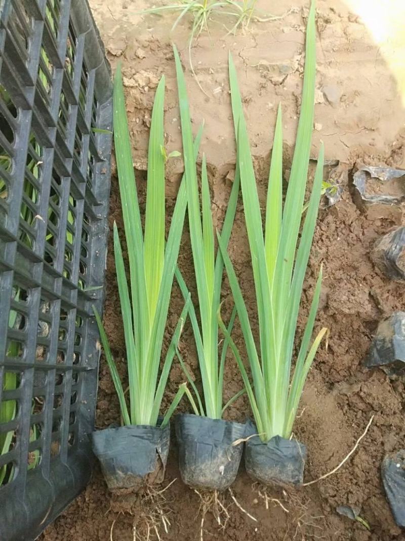 黄花鸢尾耐寒耐阴花卉黄菖蒲扁竹根庭院别墅多年生草本植物