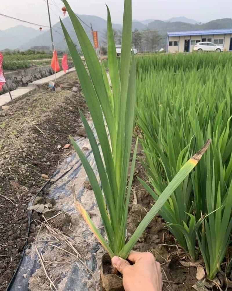 黄花鸢尾耐寒耐阴花卉黄菖蒲扁竹根庭院别墅多年生草本植物