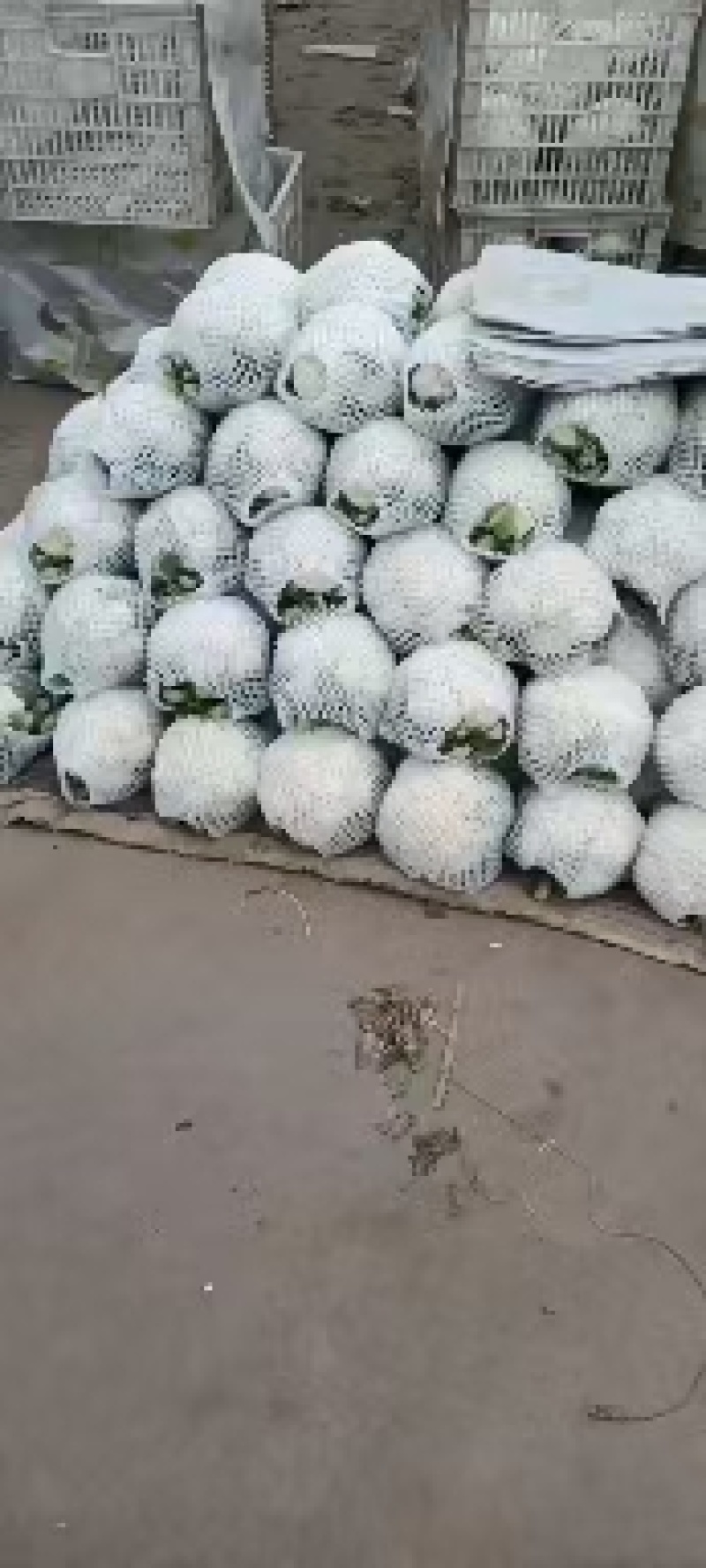 实花，有机散花大量上市，需要的老板欢迎电联