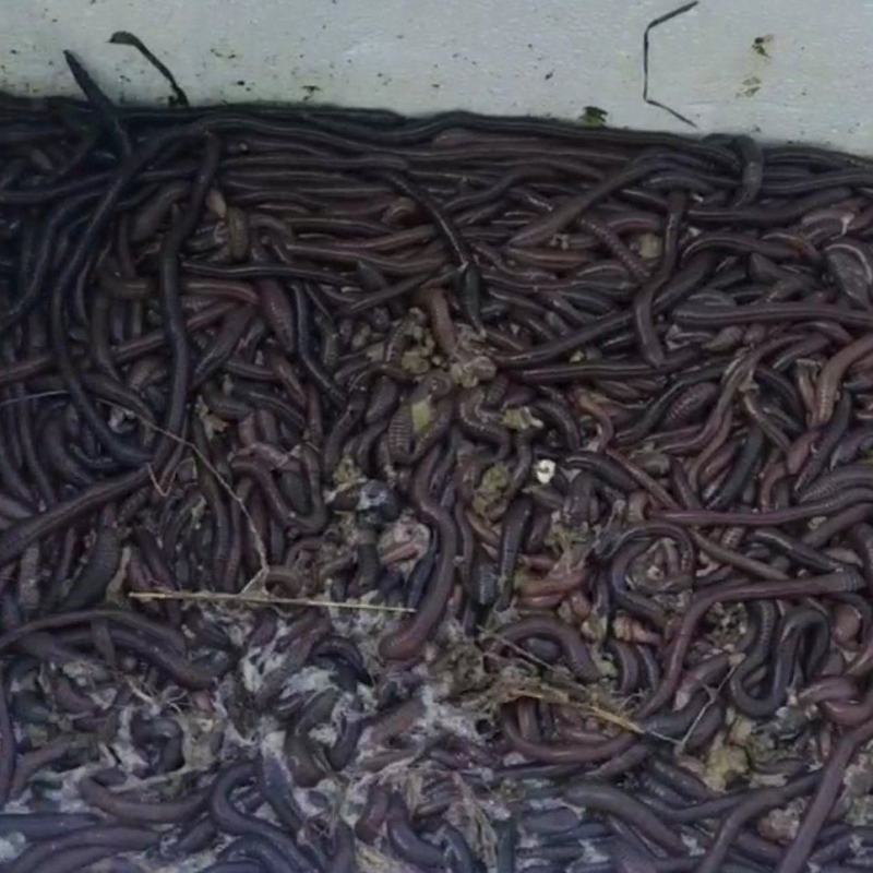 大量蚚蚓广地龙。批发零售。