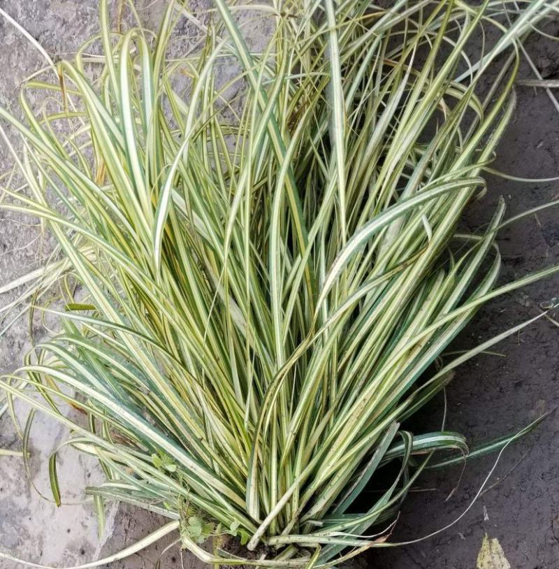 金叶苔草盆景适宜庭院室外园林道路造景景观花卉