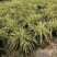 金叶苔草盆景适宜庭院室外园林道路造景景观花卉