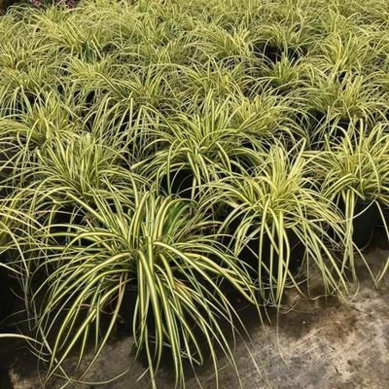 金叶苔草盆景适宜庭院室外园林道路造景景观花卉