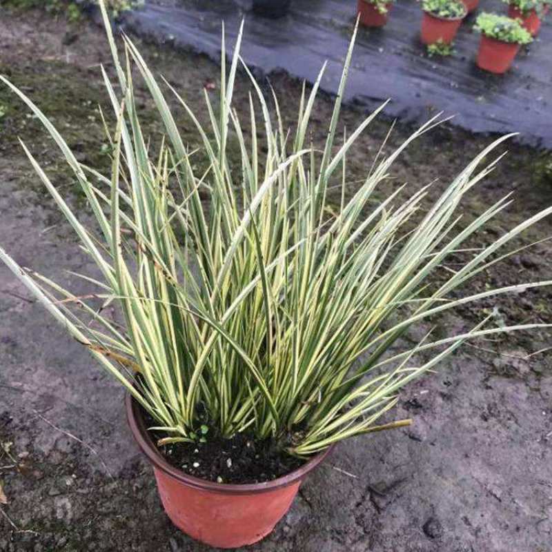 金叶苔草盆景适宜庭院室外园林道路造景景观花卉