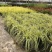 金叶苔草盆景适宜庭院室外园林道路造景景观花卉