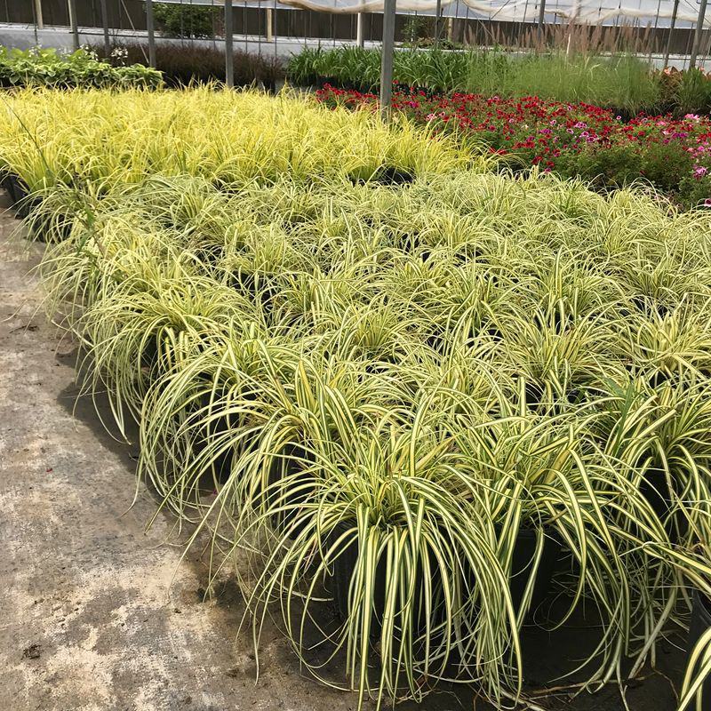 金叶苔草盆景适宜庭院室外园林道路造景景观花卉