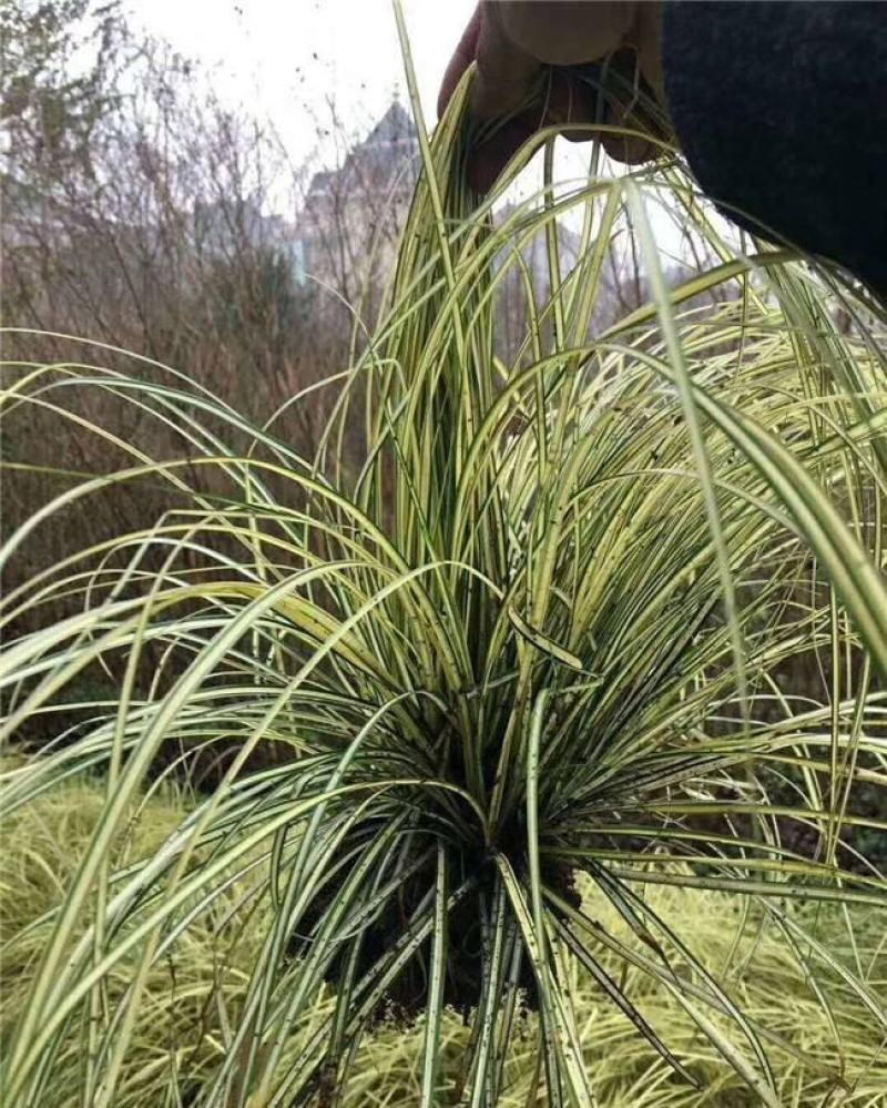 金叶苔草盆景适宜庭院室外园林道路造景景观花卉
