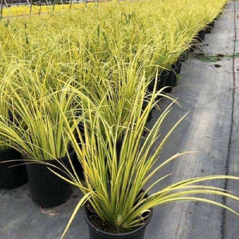 金叶苔草盆景适宜庭院室外园林道路造景景观花卉