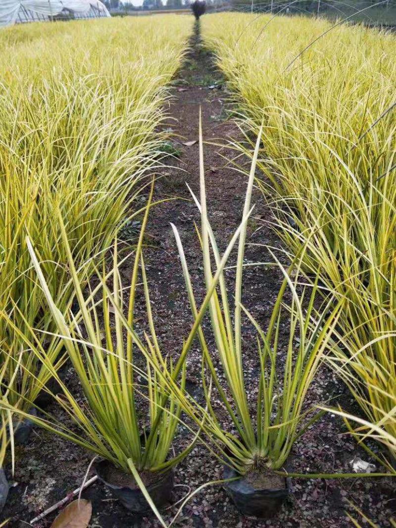 金叶苔草盆景适宜庭院室外园林道路造景景观花卉
