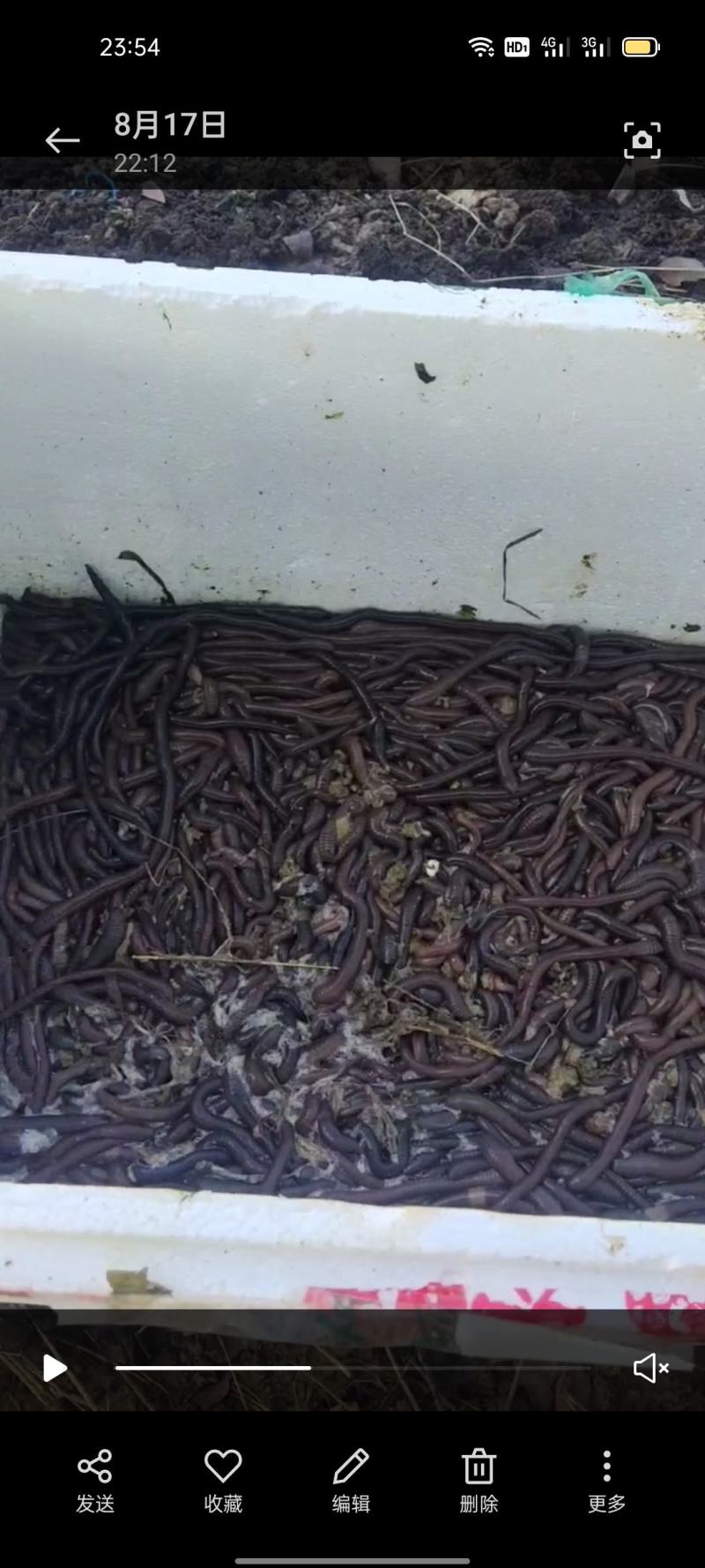蚚蚓广地龙批发零售
