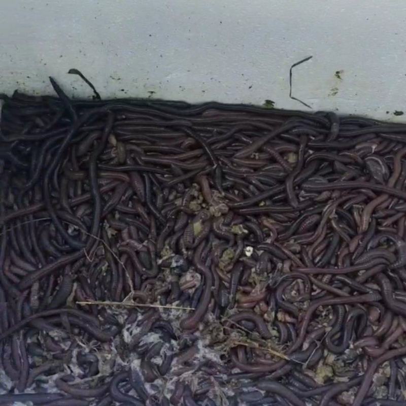 蚚蚓广地龙批发零售