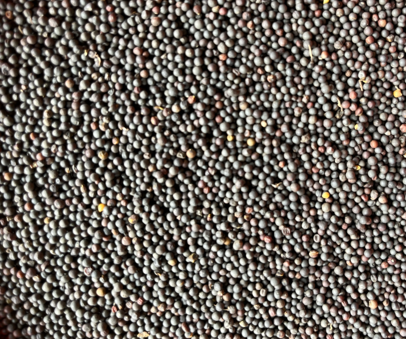 油菜籽