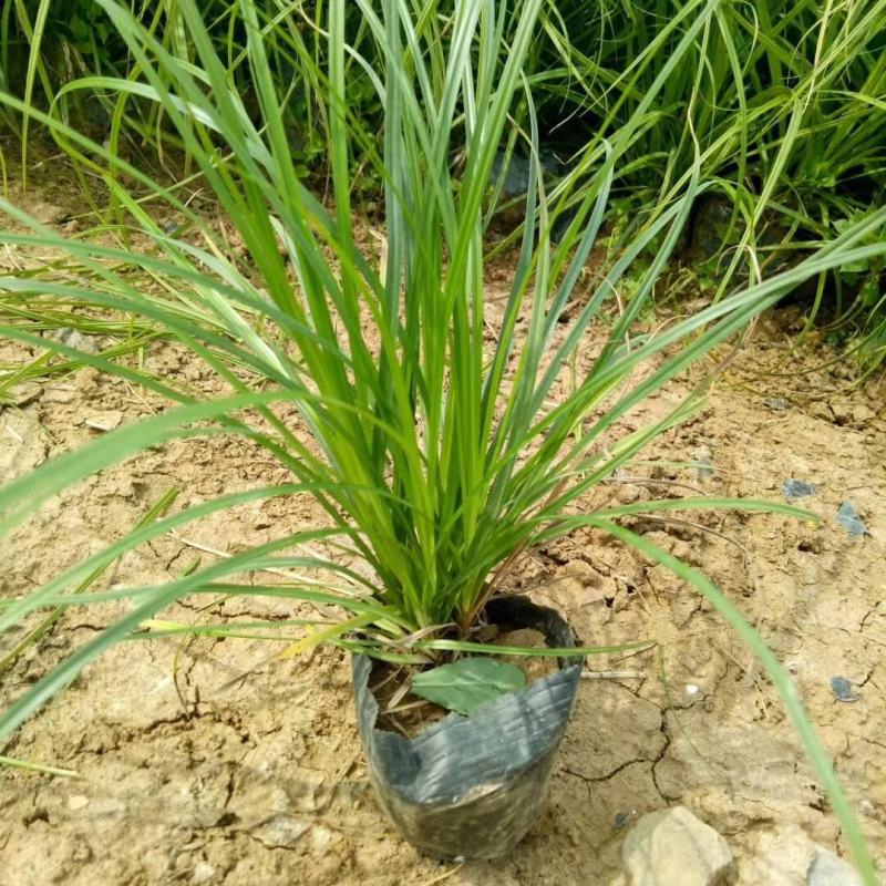 崂峪苔草苗草京苔草崂峪苔草崂峪苔草草本植物庭院