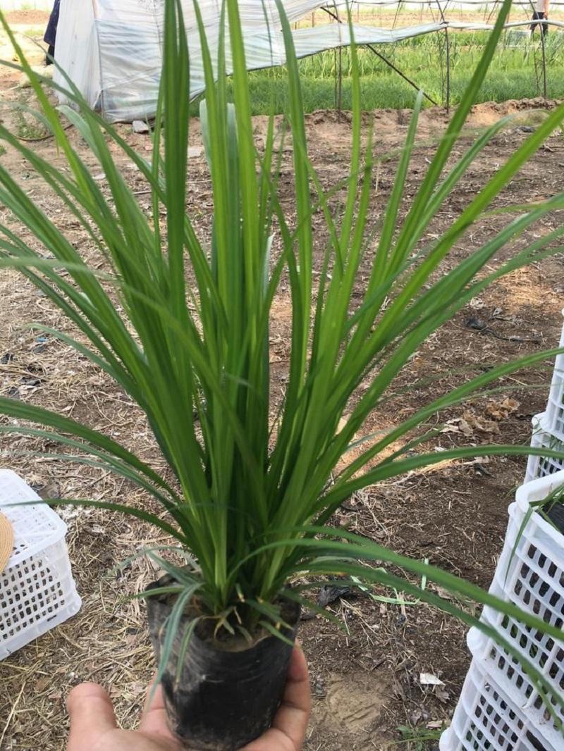 崂峪苔草苗草京苔草崂峪苔草崂峪苔草草本植物庭院