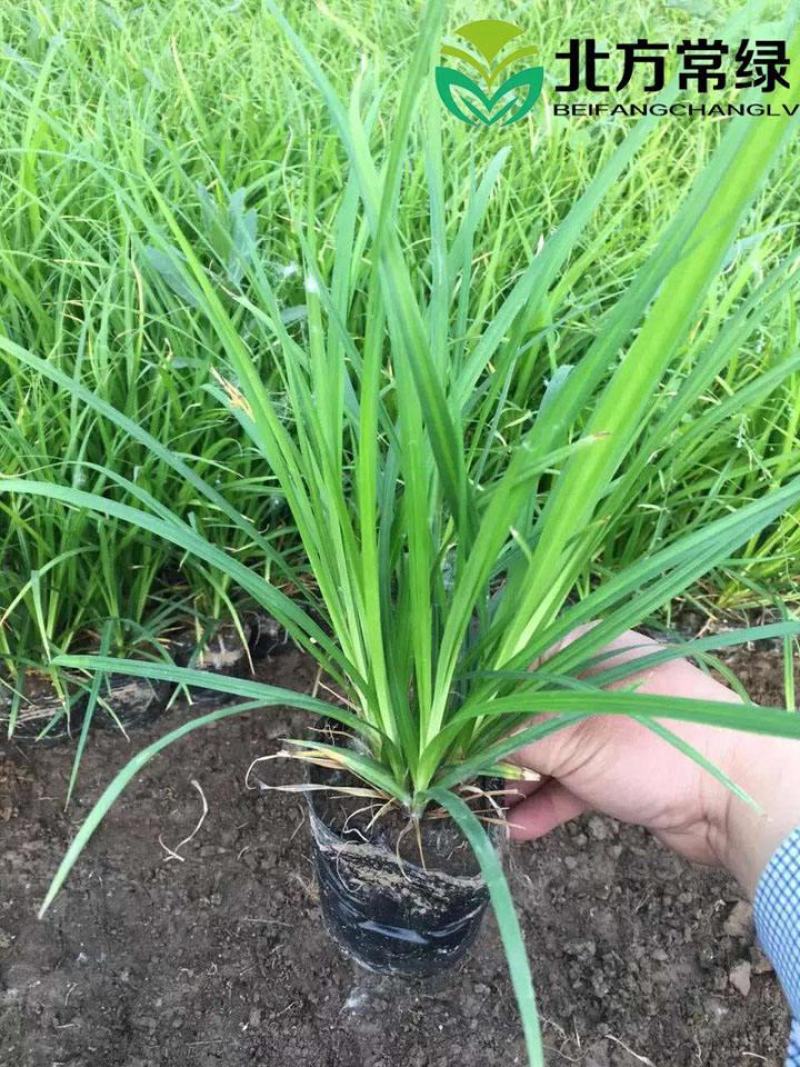 崂峪苔草苗草京苔草崂峪苔草崂峪苔草草本植物庭院