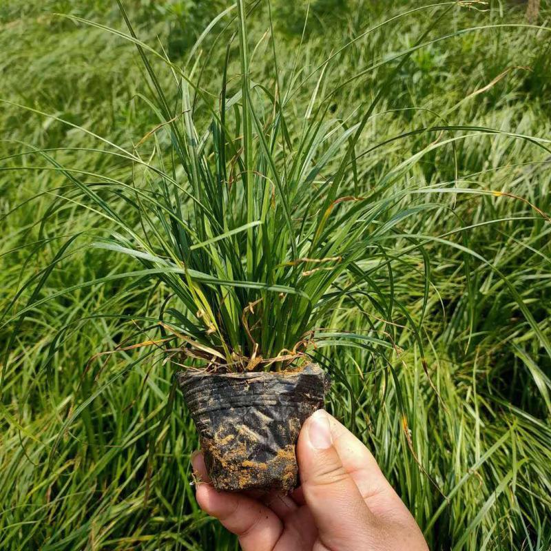 崂峪苔草苗草京苔草崂峪苔草崂峪苔草草本植物庭院
