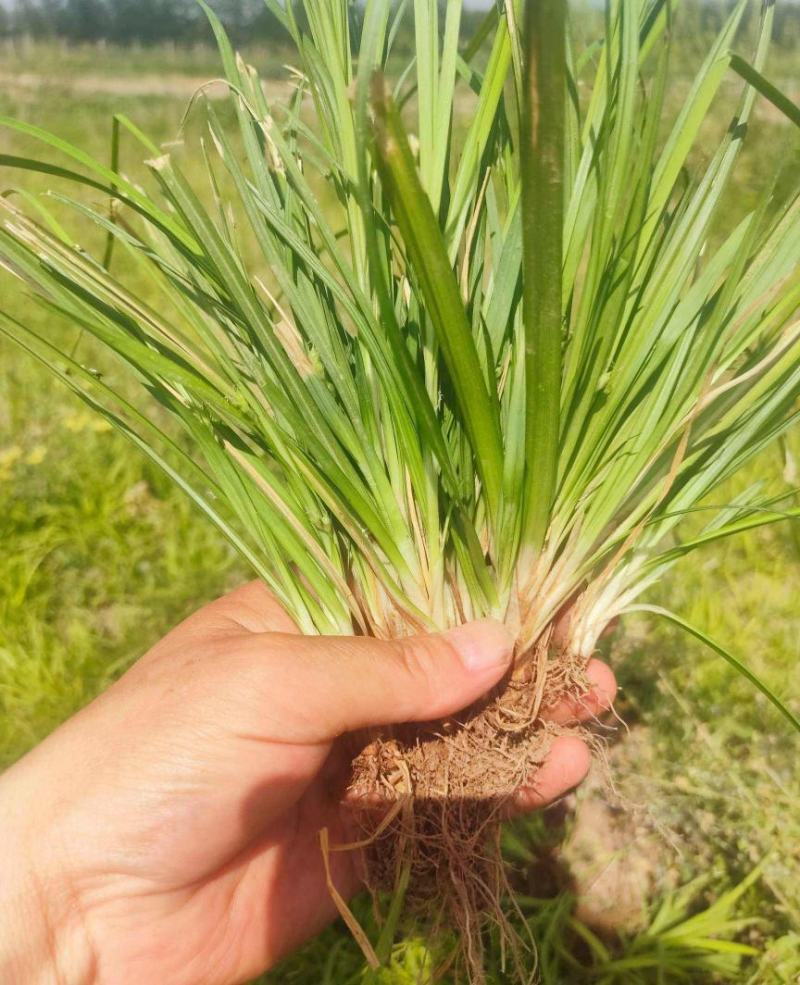 崂峪苔草苗草京苔草崂峪苔草崂峪苔草草本植物庭院