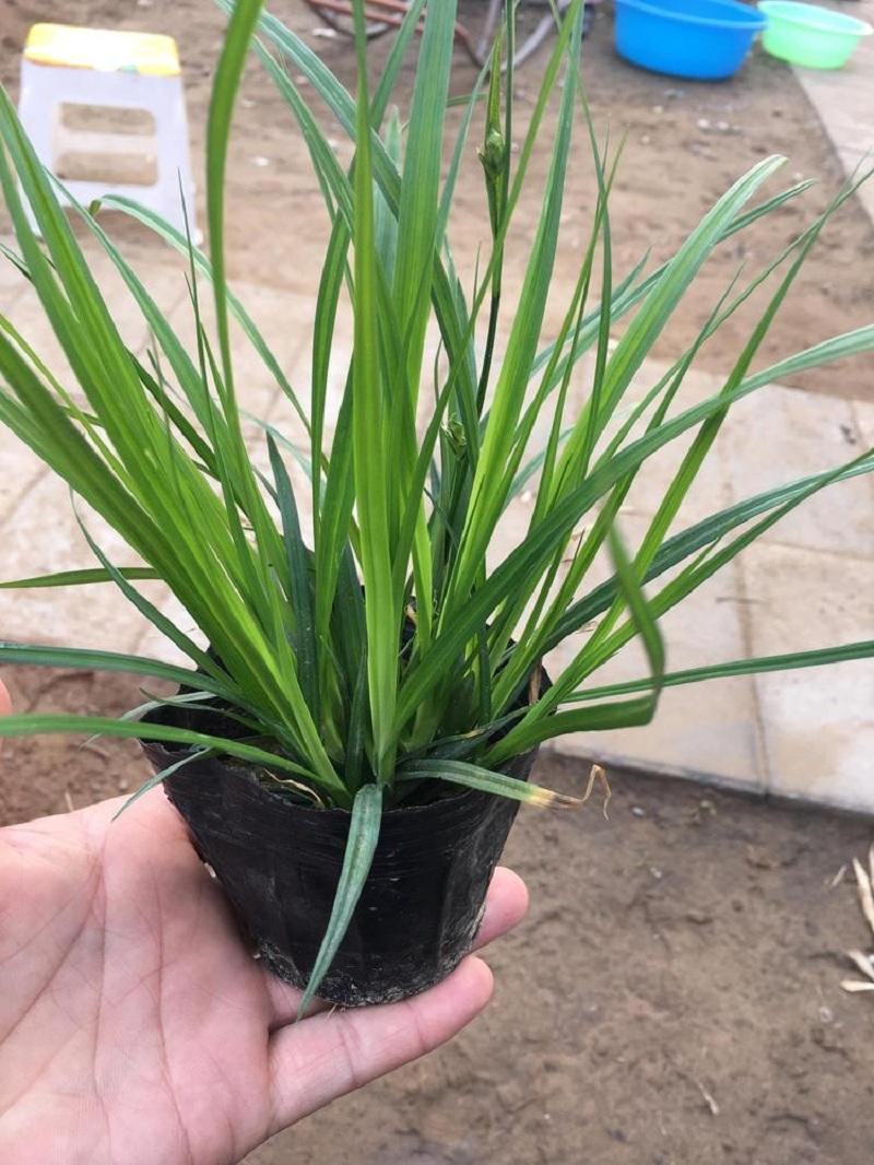 崂峪苔草苗草京苔草崂峪苔草崂峪苔草草本植物庭院