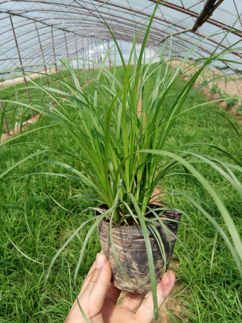 崂峪苔草苗草京苔草崂峪苔草崂峪苔草草本植物庭院