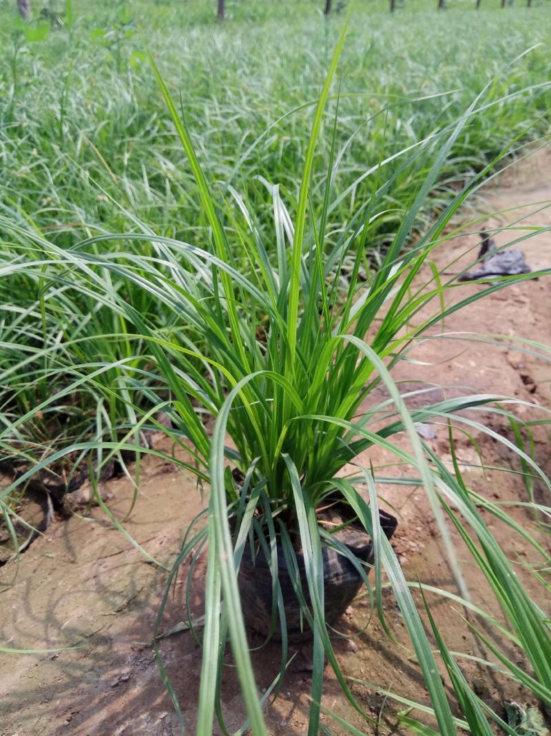 崂峪苔草苗草京苔草崂峪苔草崂峪苔草草本植物庭院