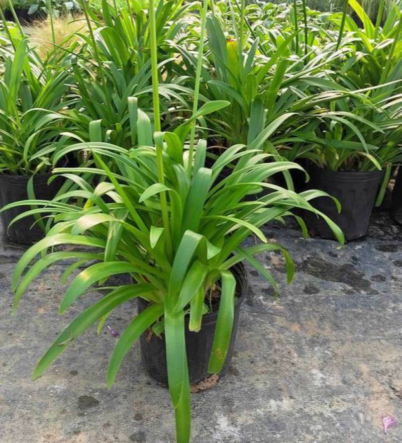 百子莲盆栽圣母皇后大苗阳台花园庭院花境植物耐寒耐热花