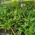 百子莲盆栽圣母皇后大苗阳台花园庭院花境植物耐寒耐热花