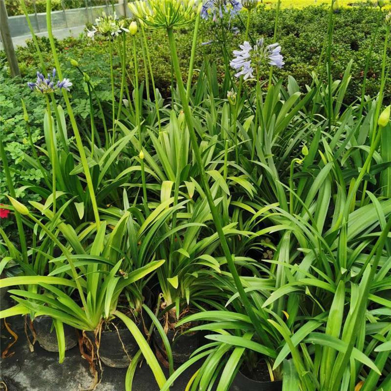 百子莲盆栽圣母皇后大苗阳台花园庭院花境植物耐寒耐热花